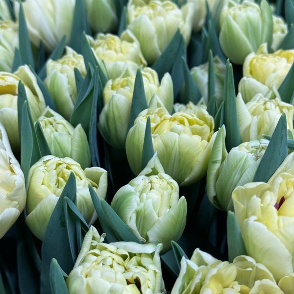Tulip - Avant Garde