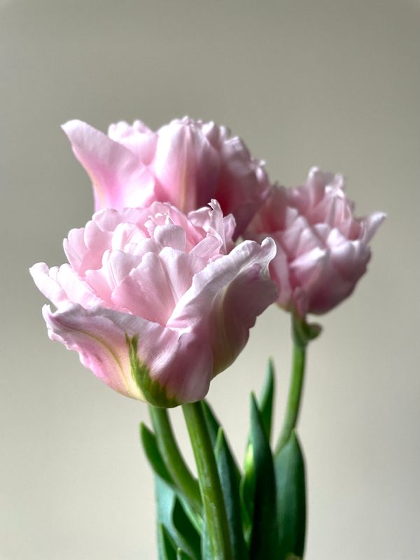 Tulip - Dreamer