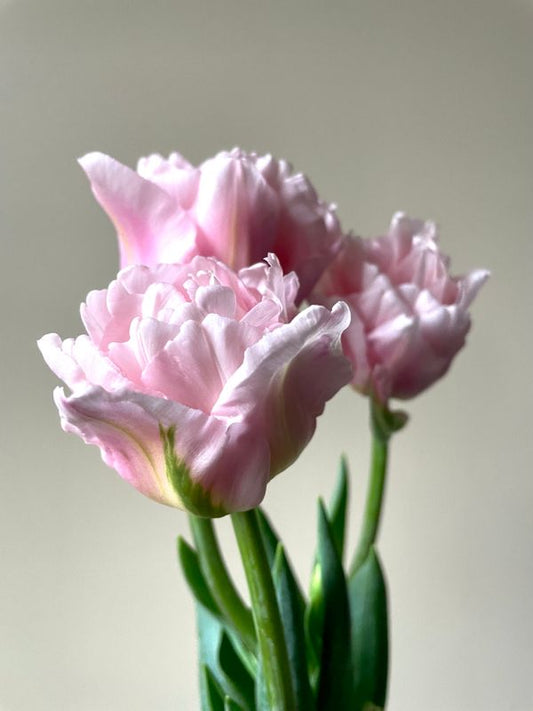Tulip - Dreamer