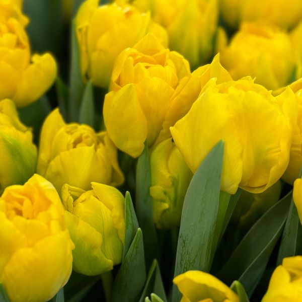 Tulip - Marie Jo