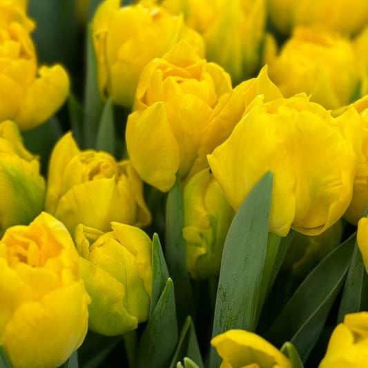 Tulip - Marie Jo