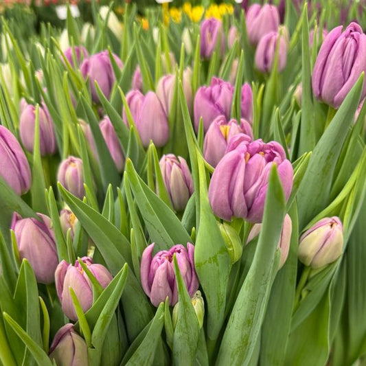 Tulip - Kickstart