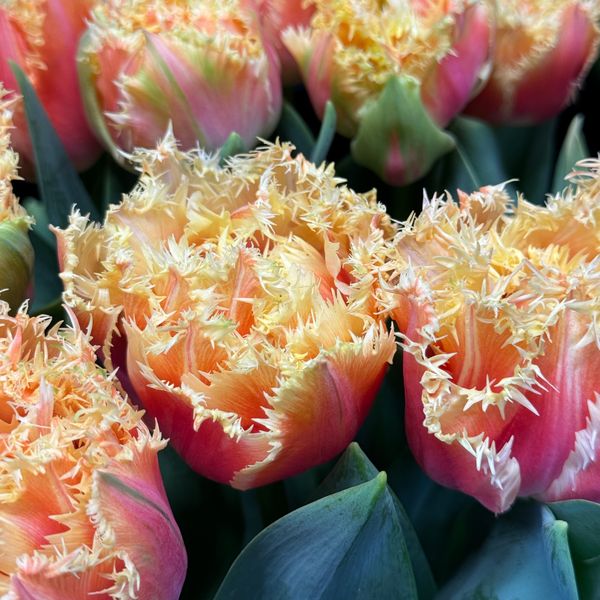 Tulip - Brisbane