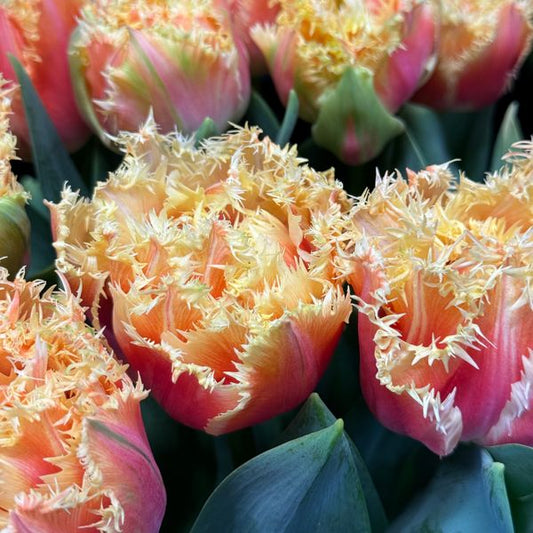 Tulip - Brisbane