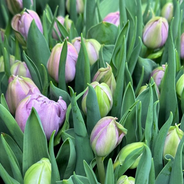 Tulip - Katinka