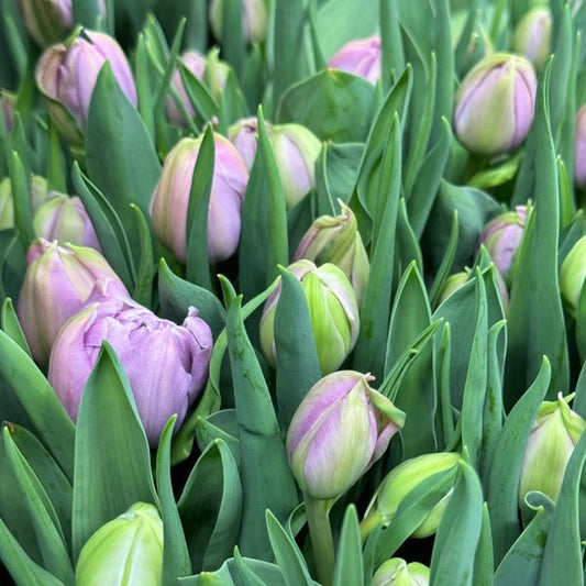 Tulip - Katinka