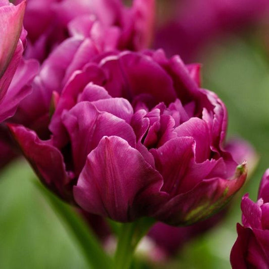 Tulip - Negrita