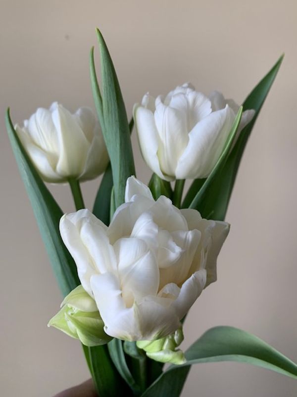Tulip - Mondial